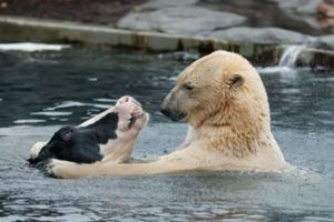 動物園裡北極熊與乳牛相親相愛超溫馨，下一秒...全場尖叫：「我看到了什麼」