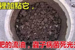 盆裡加點它，土肥的流油，蟲子病菌死光光！