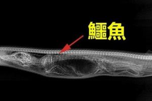 這隻蟒蛇「吞下鱷魚」後，科學家決定連拍牠7天X光，沒想到才到「第3天」就嚇壞眾人！