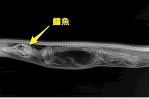 這隻蟒蛇「吞下鱷魚」後，科學家決定連拍牠7天X光，沒想到才到「第3天」就嚇壞眾人!