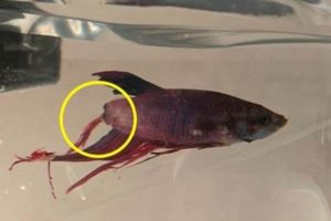 她明知大賣場賣的這條魚「下半身全爛光光」還硬要買，4週後所有人看到他「現在的模樣」眼睛都忍不住為之一亮！