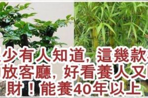 很少有人知道...這4款植物放客廳，養人又旺財！