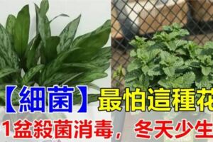 【細菌】最怕這種花，養1盆殺菌消毒，「吸」乾淨有毒物質，空氣清新少生病！