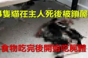 14隻貓在主人死後被鎖屋內，食物吃完後開始吃屍體