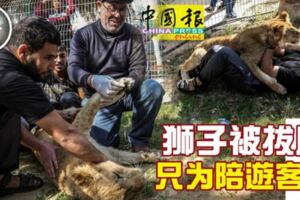 獅子被拔爪只為陪遊客玩