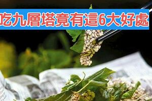 吃九層塔竟有這6大好處網驚：我決定餐餐都來吃