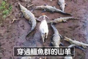 嘸咧驚啦！　25張「膽子特別大顆」的超霸氣動物