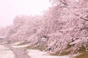 日本關東4月超反常落雪！　推特狂曬罕見「雪櫻奇景」如置身夢境