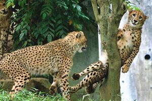 快來救我啦～動物園萌豹「不小心卡樹上」　秒露出大貓表情求救