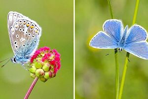 瀕危40年…夢幻藍蝶「一年突狂增104%」　科學家解釋原因：先別太高興