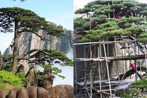 中國最珍貴的兩棵樹,一棵投保1個億,另一棵有警衛24小時把守!