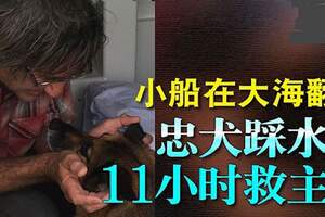 小船在大海翻沉忠犬踩水11小時救主人