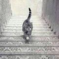 貓咪是上樓還是下樓？一張圖看出你的邏輯推理能力！