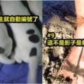 國外網友集合「12個巧到不能再巧」的巧合照片！#2蒼蠅被仙人掌的刺一刀斃命！