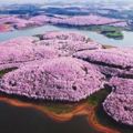 找到去中國的理由！　令人想瘋狂按快門的「櫻花花海」　外媒也贊嘆：地球上最美的景點