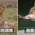 2018搞笑野生動物攝影「入圍各種爆笑」　犀牛開屏畫面太美我不敢看