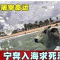 為逃脫屠宰命運寧奔入海求死溺斃!