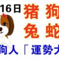 11月16日生肖運勢_豬、狗、羊大吉