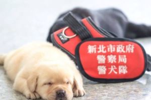 新北警犬隊剛滿月的6隻小萌犬模樣曝光，面對鏡頭一臉茫然又純真的臉龐讓大家都融化了！