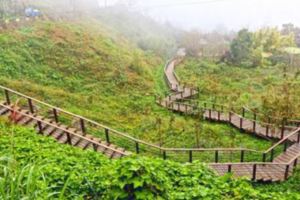 明信片美景都在這阿裡山五大秘境步道