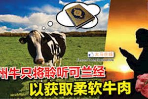 大馬版高級神戶牛肉？協助農民生產高級牛肉，丹州政府要牛聽可蘭經！　