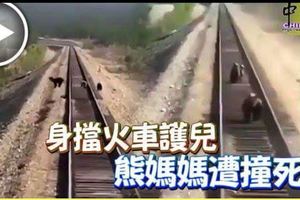 身擋火車護兒熊媽媽遭撞死