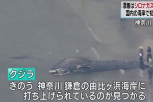 日本海灘首次發現藍鯨屍體死因待查