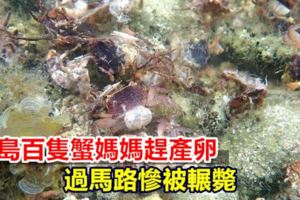 【視頻】綠島百隻蟹媽媽趕產卵過馬路慘被輾斃