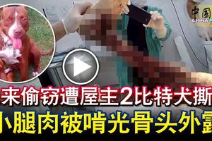 他來偷竊遭屋主2比特犬撕咬小腿肉被啃光骨頭外露