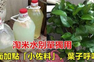 "淘米水"別單獨用，加點"廚餘垃圾"，綠植用了,葉子呼呼長，葉子綠出油，從來不黃