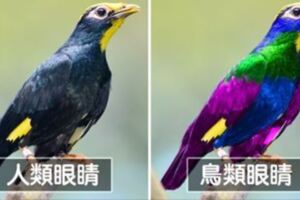 鳥類有「4色視覺」比人類看得到更多　牠們的「視」界超多姿多彩