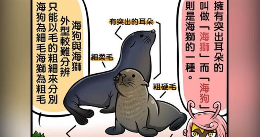 你知道該怎麼分辨 海豹 海狗 海牛 海象 嗎 超q插畫讓網友瞬間秒懂 長知識了 蕭小小 Fun01 創作分享