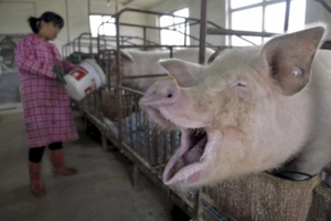 【風過摔死豬片】肉價跌回成本　陸養豬戶賠到脫褲