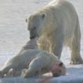 他們在北極拍攝時「第一次拍到北極熊捕殺吃掉同類」，背後原因揭開後所有人都慚愧地低下頭！