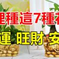 家裡種這7種花草！全家開運、旺財、安康！你家有嗎？