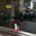 網友路過咖啡廳看到隻「白貓」便拍了這張照片，走近一看總覺得哪裡不對勁...
