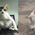 網友表示每次自己電腦玩的有點久了，他家的貓就會這樣坐在鍵盤上看著……