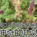 農村常見的一種野草，每天吃15克能對抗糖尿病