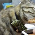 主人做了烤魚，貓咪非要嘗一口，然後搞笑的事情就發生了！
