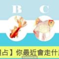 【金魚靈佔】選一隻你喜歡的金魚，測你最近會走什麼好運？