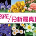 神準！【花語測驗】挑一朵花揭露最真實的你！