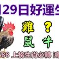 3月29日好運生肖，財源廣進共天長！【雞+？+豬+鼠+牛+龍】『13688上榜必轉鴻運當頭』