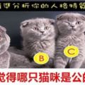 直覺測試：你覺得哪只貓咪是公的？測測你的人格特質