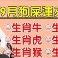 算命先生說，這六大屬相，9月狗屎運來了旺旺旺