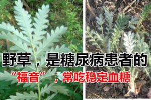 農村一常見野草，是糖尿病患者的「福音」，常吃穩定血糖