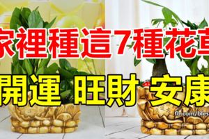 家裡種這7種花草！全家開運、旺財、安康！你家有嗎？