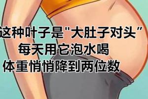 這種葉子是"大肚子對頭」，每天用它泡水喝，體重悄悄降到兩位數