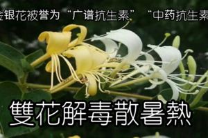 雙花解毒散暑熱