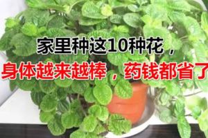 家裡種這10種花，身體越來越棒，藥錢都省了！