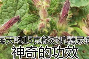 農村常見的一種野草，每天吃15克能對抗糖尿病